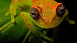 Frog Eyes Wallpaper Background