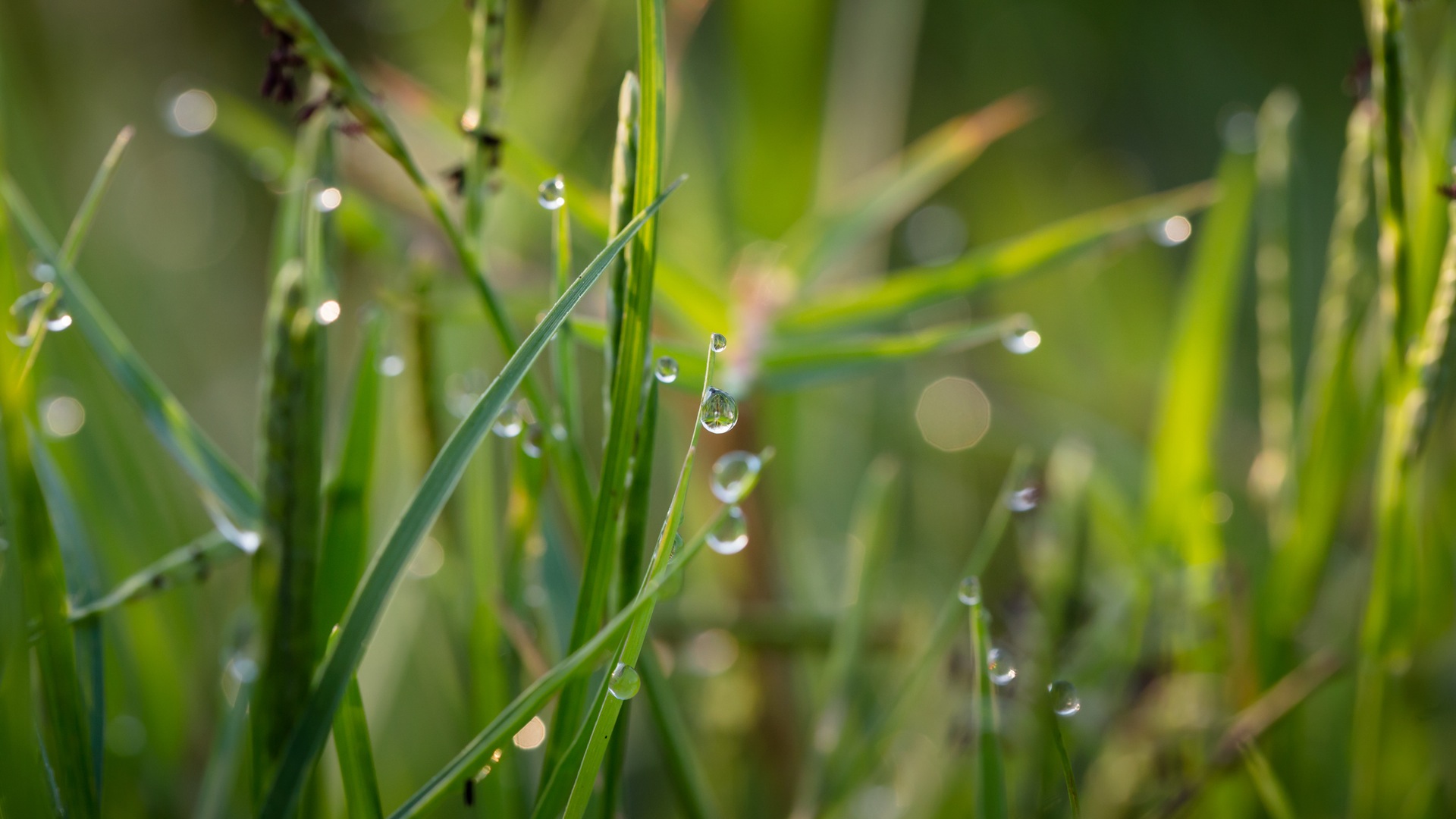 grass with water drops wallpaper background