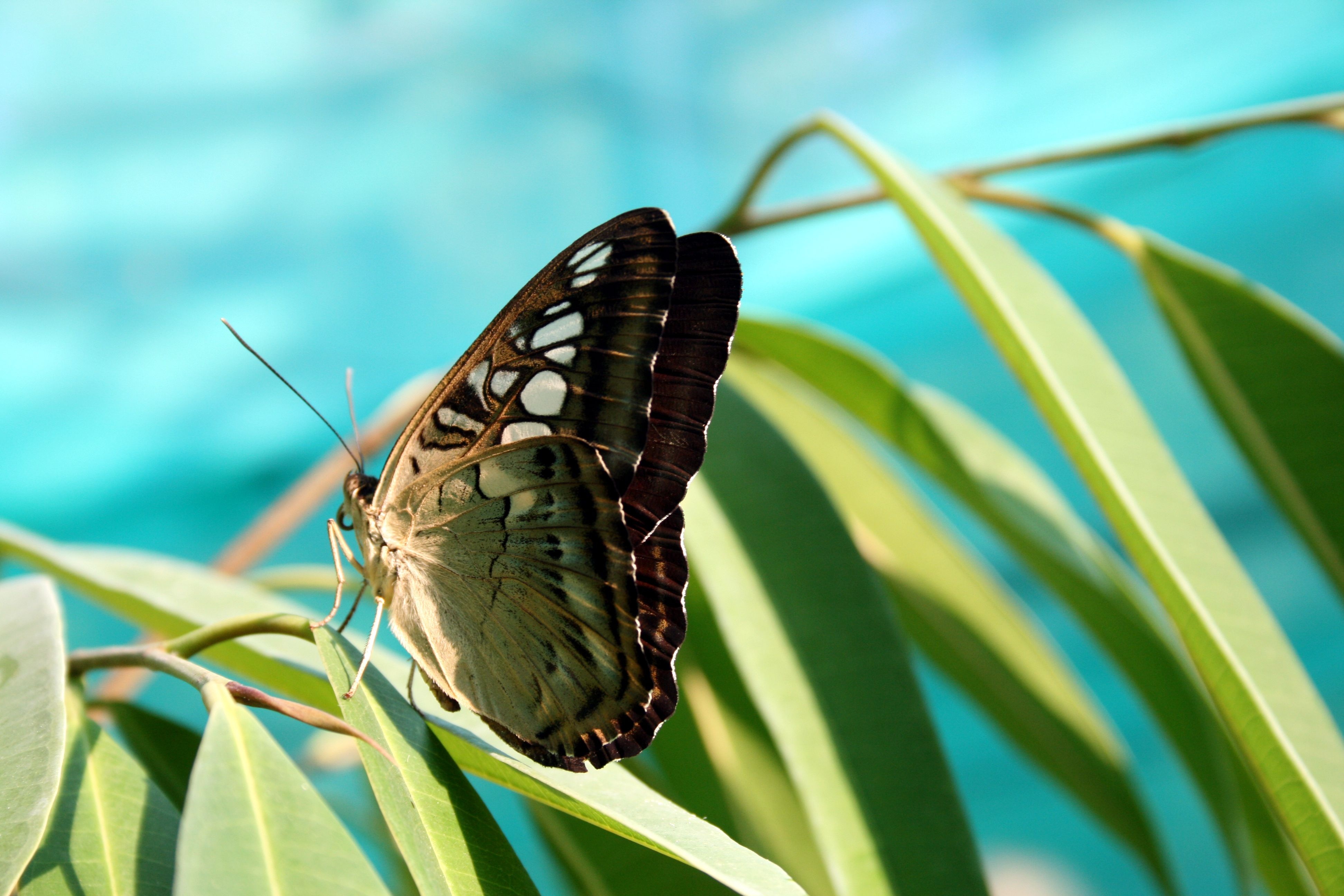green and brown butterfly wallpaper 4k background