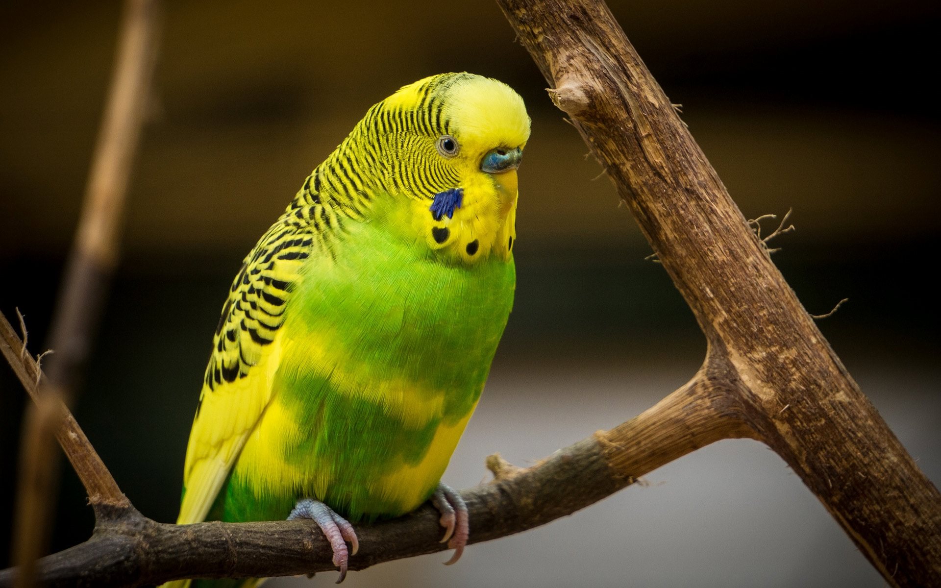 green and yellow parrot wallpaper background
