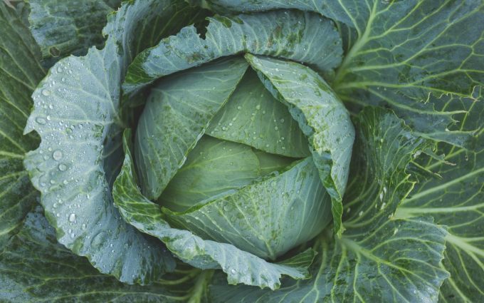green cabbage wallpaper background