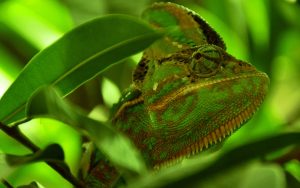 Green Chameleon Wallpaper Background