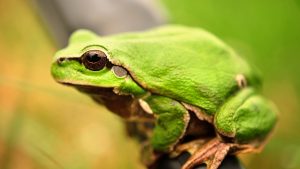 Green Frog Macro Wallpaper