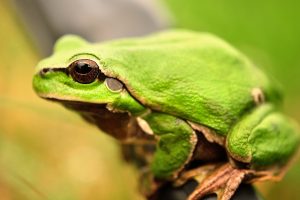 green frog macro wallpaper