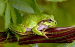 Green Frog Wallpaper
