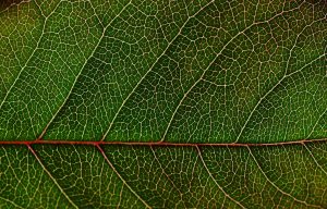 Green Leaf Macro Wallpaper Background