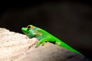 green lizard wallpaper background