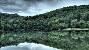 Green Trees Reflection Wallpaper Background