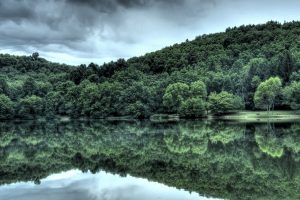 green trees reflection wallpaper background