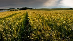 Green Wheat Field Wallpaper Background