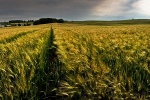 green wheat field wallpaper background