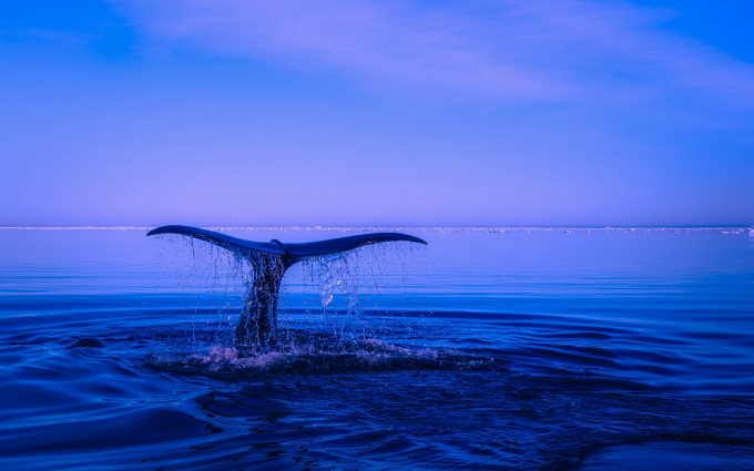 humpback whale tail wallpaper background images wallpapers