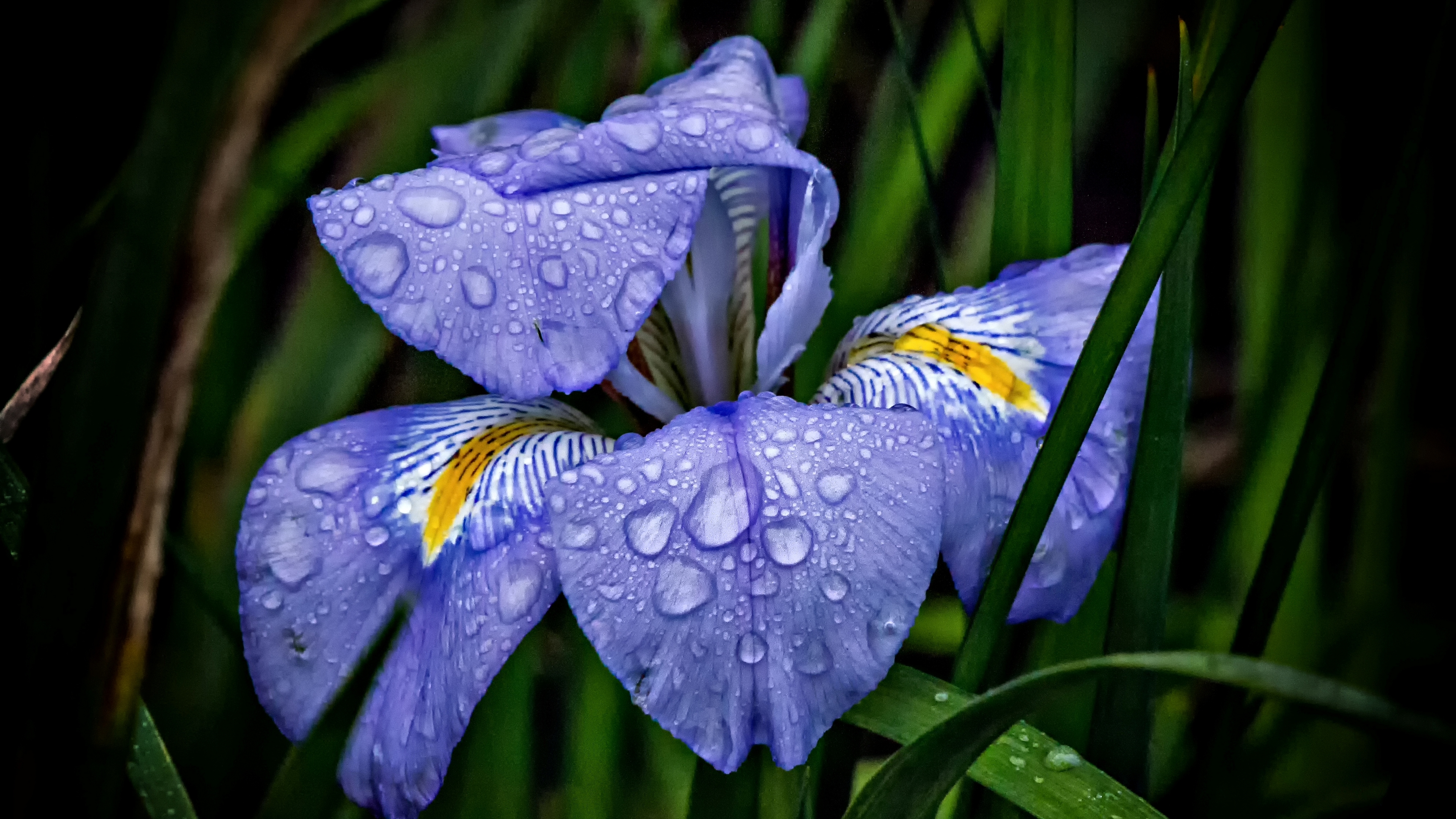 iris versicolor 4k