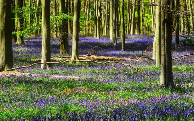 lavender flowers in forest wallpaper background
