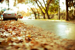 leaves on road wallpaper background