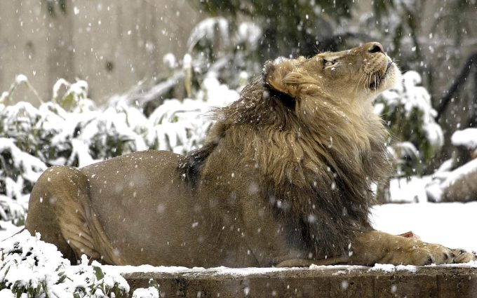 lion in snow wallpaper background