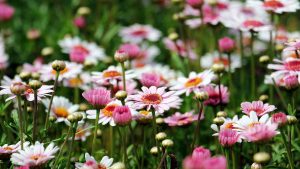 Marguerite Daisy Flowers Wallpaper