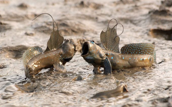 mudskippers fish wallpaper background images wallpapers