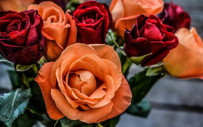 orange and red roses wallpaper background