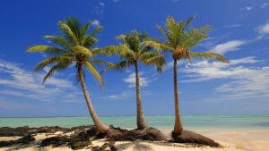 Palm Trees on Island Wallpaper Background