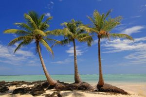 palm trees on island wallpaper background