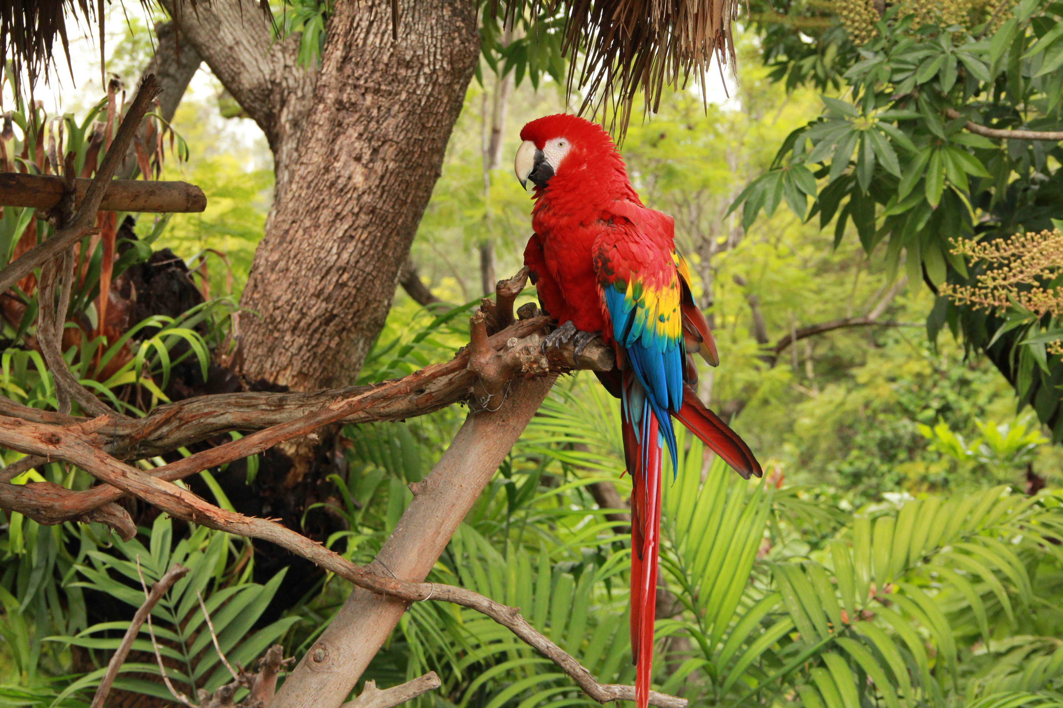 parrot on tree wallpaper background
