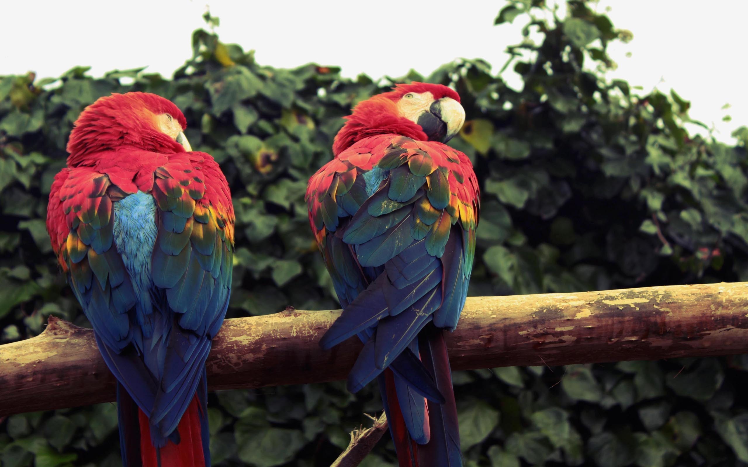 parrot pair wallpaper