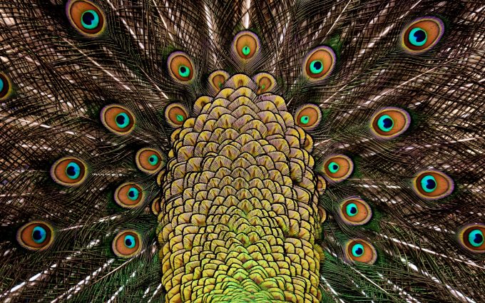 peacock feathers 4k 5k wallpaper