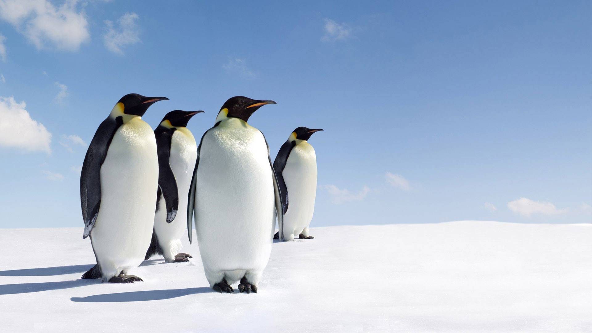 penguins on snow wallpaper background