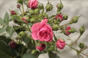 pink rose 4k