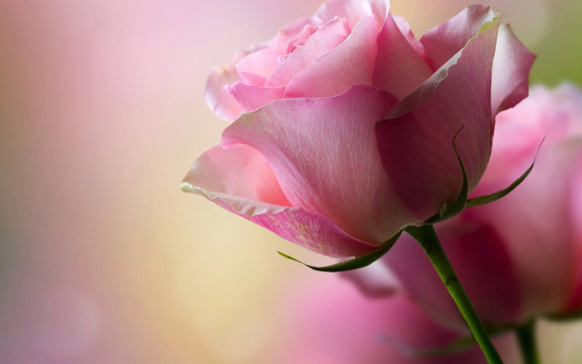 pink rose close up wallpaper background, wallpapers