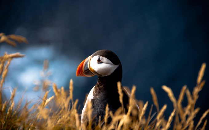 puffin wallpaper background, wallpapers