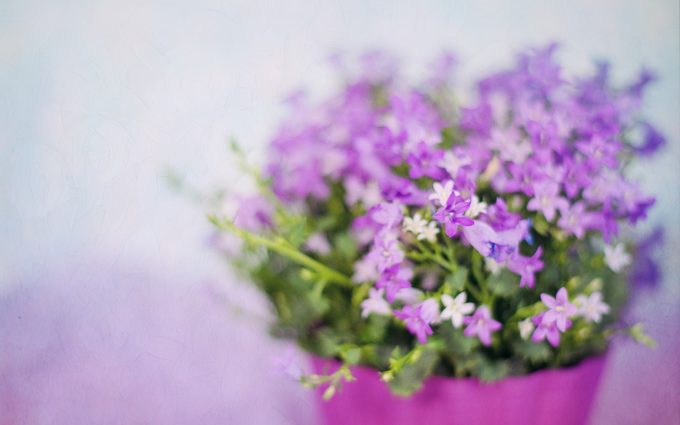 purple flowers bouquet wallpaper