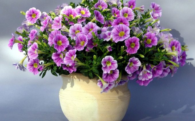 purple flowers vase wallpaper background