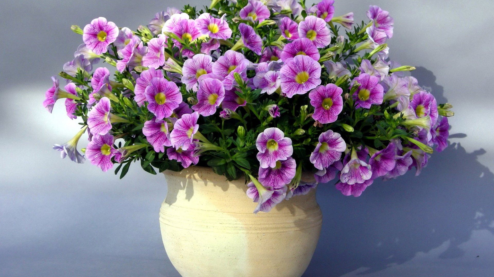 purple flowers vase wallpaper background