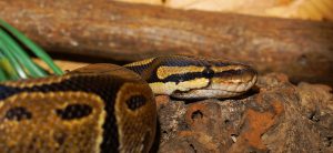 Python Snake Wallpaper 4K Background