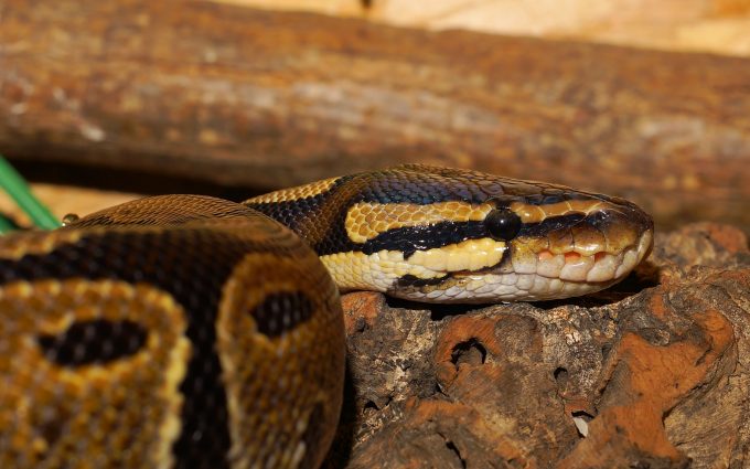 python snake wallpaper 4k background