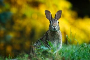 rabbit in grass wallpaper background