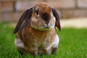 rabbit in grass wallpaper 4k background