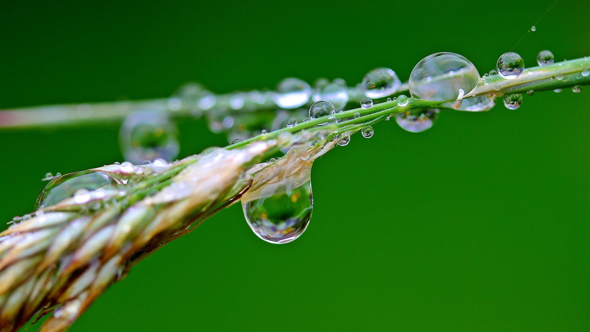 raindrops hd wallpaper background wallpapers
