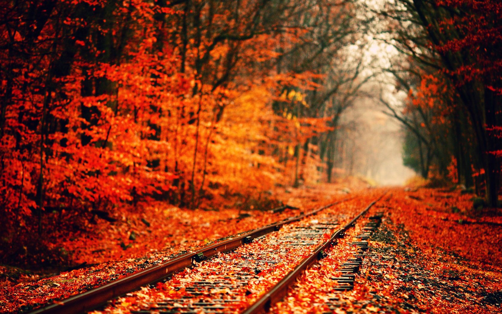 red leaves on rail track wallpaper background