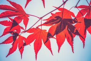 red leaves wallpaper