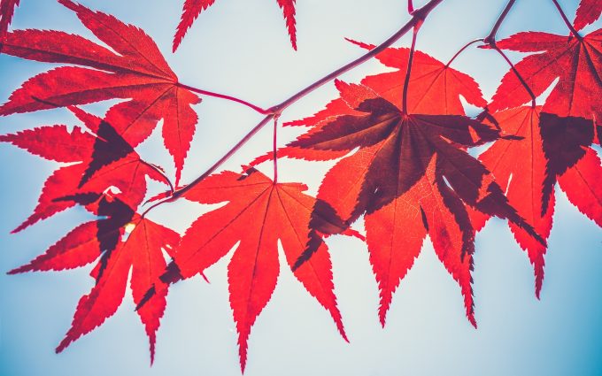 red leaves wallpaper
