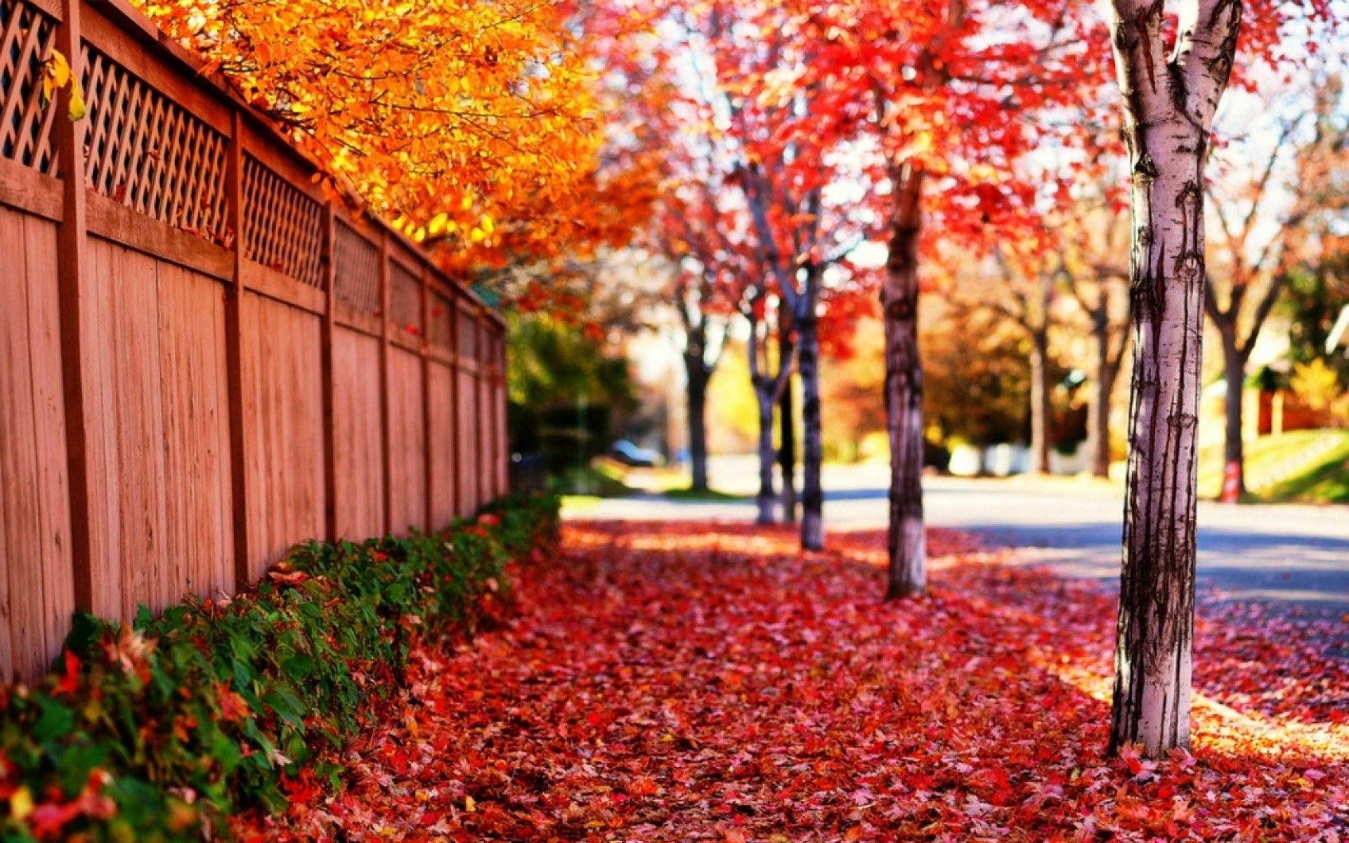 red leaves widescreen wallpaper background, wallpapers