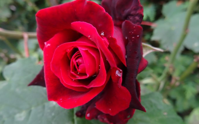 red rose 4k