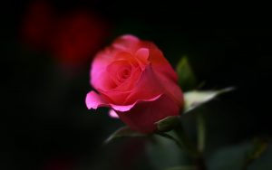 Red Rose Close Up Wallpaper Background