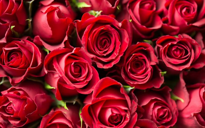 red roses close up wallpaper background