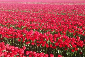 red tulips field wallpaper 4k background