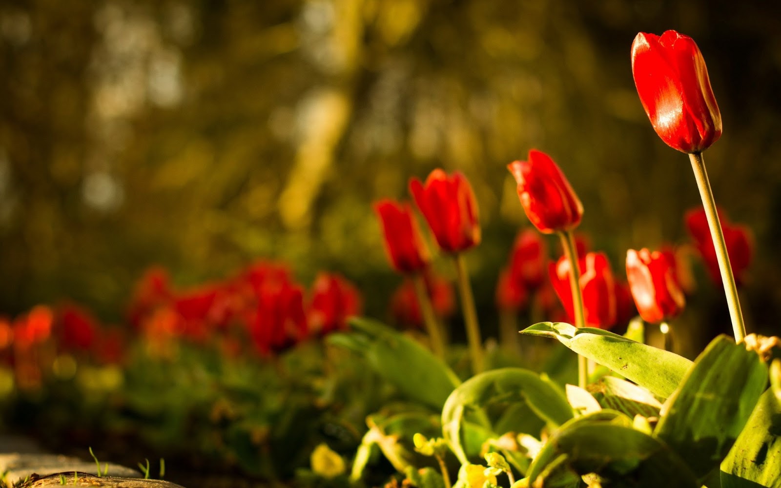 red tulips wallpaper background