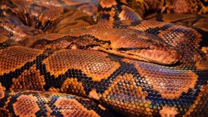 Reptile Snake Wallpaper